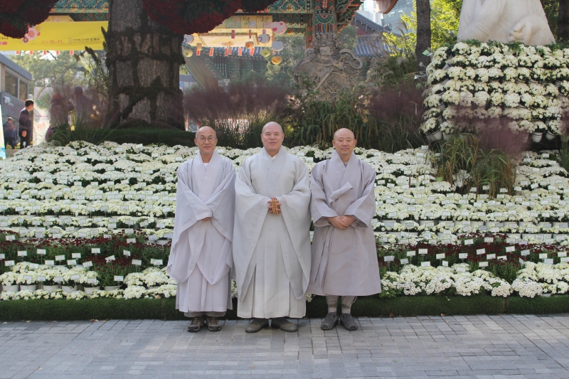 2014.10.10_조계사 국화(사서실) (3)